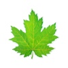 Украшение на скотче "Кленовый лист" зелёный, 18х18 см